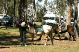 Brisbane land fair - Pony rides