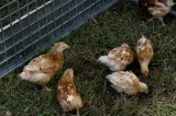 Brisbane land fair - Chickens