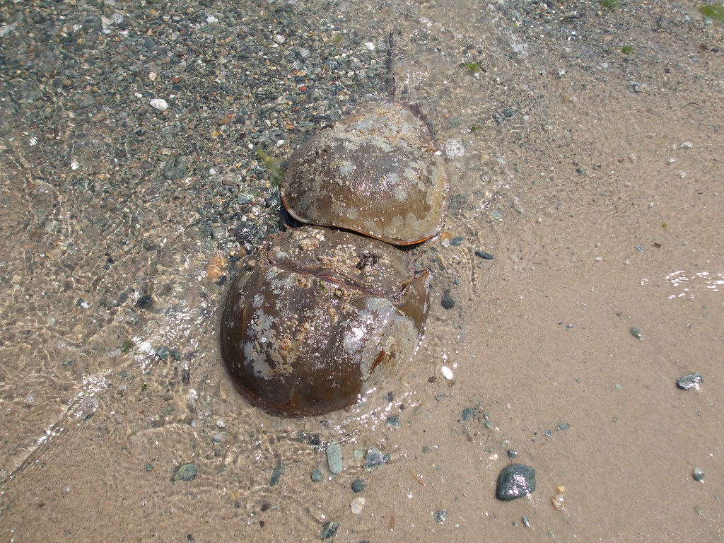 beach orgasm