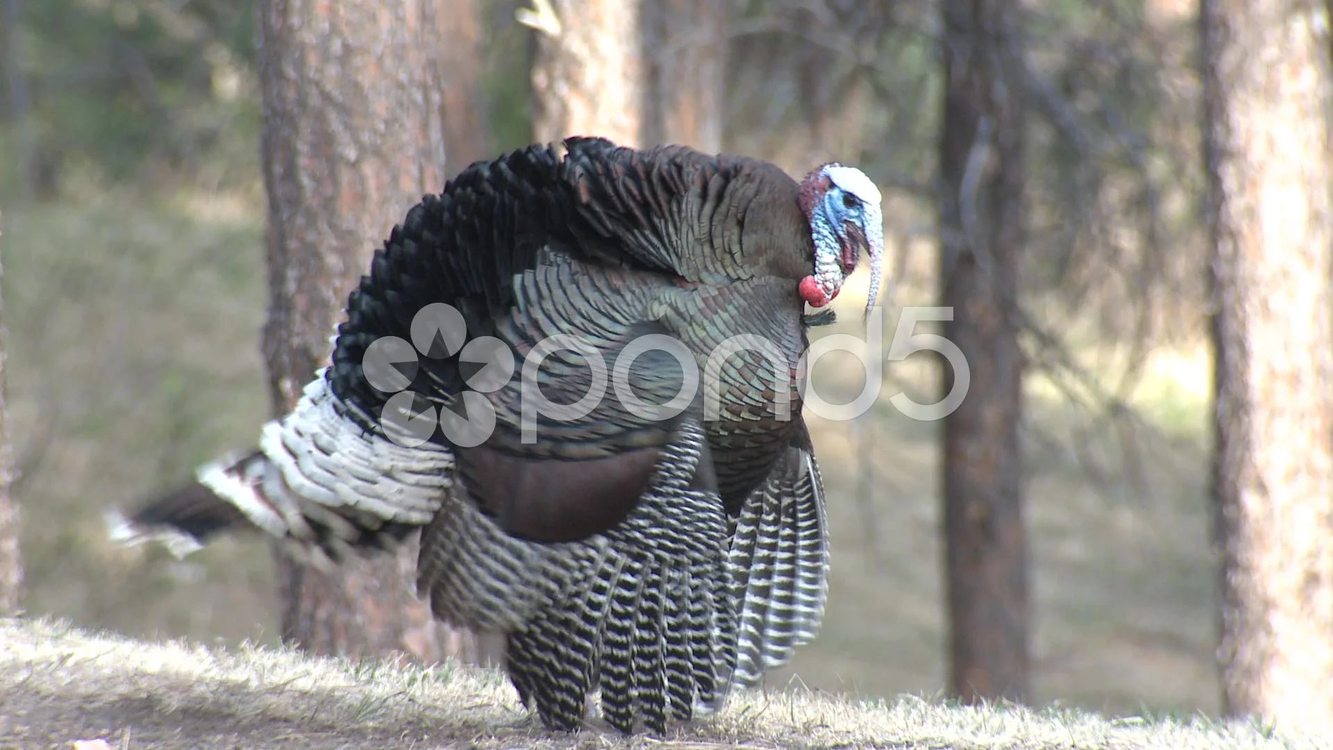 abdul farah add masturbating turkey photo