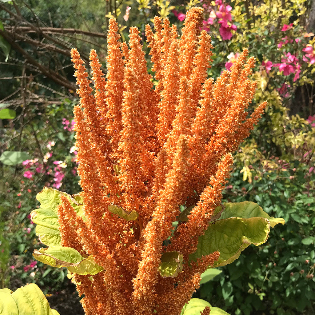 Amaranth Porn hot arab