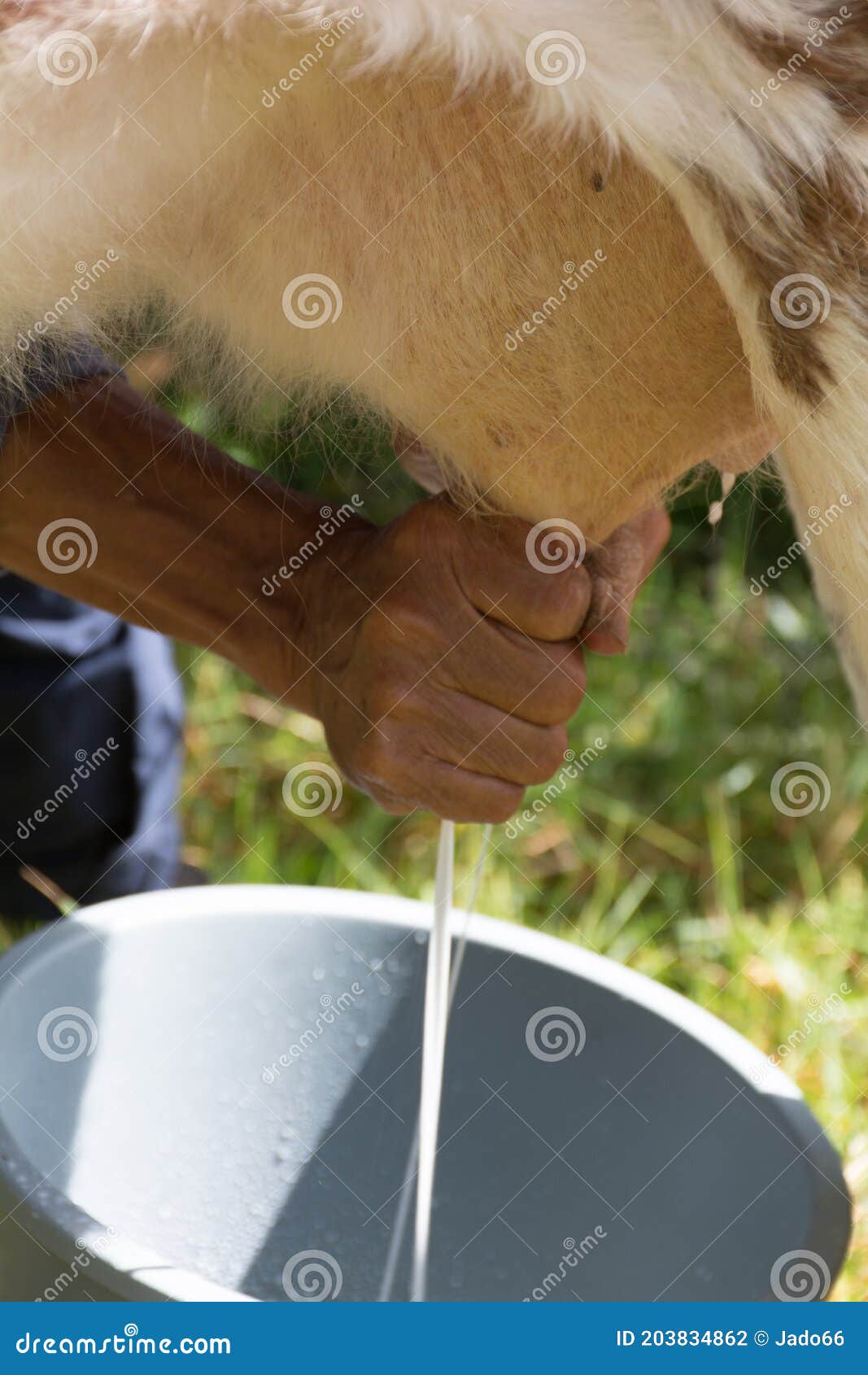 Milking Latina in vancouver