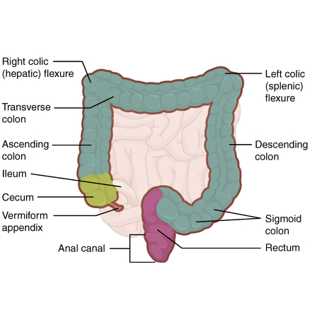 Best of Mature anus tube