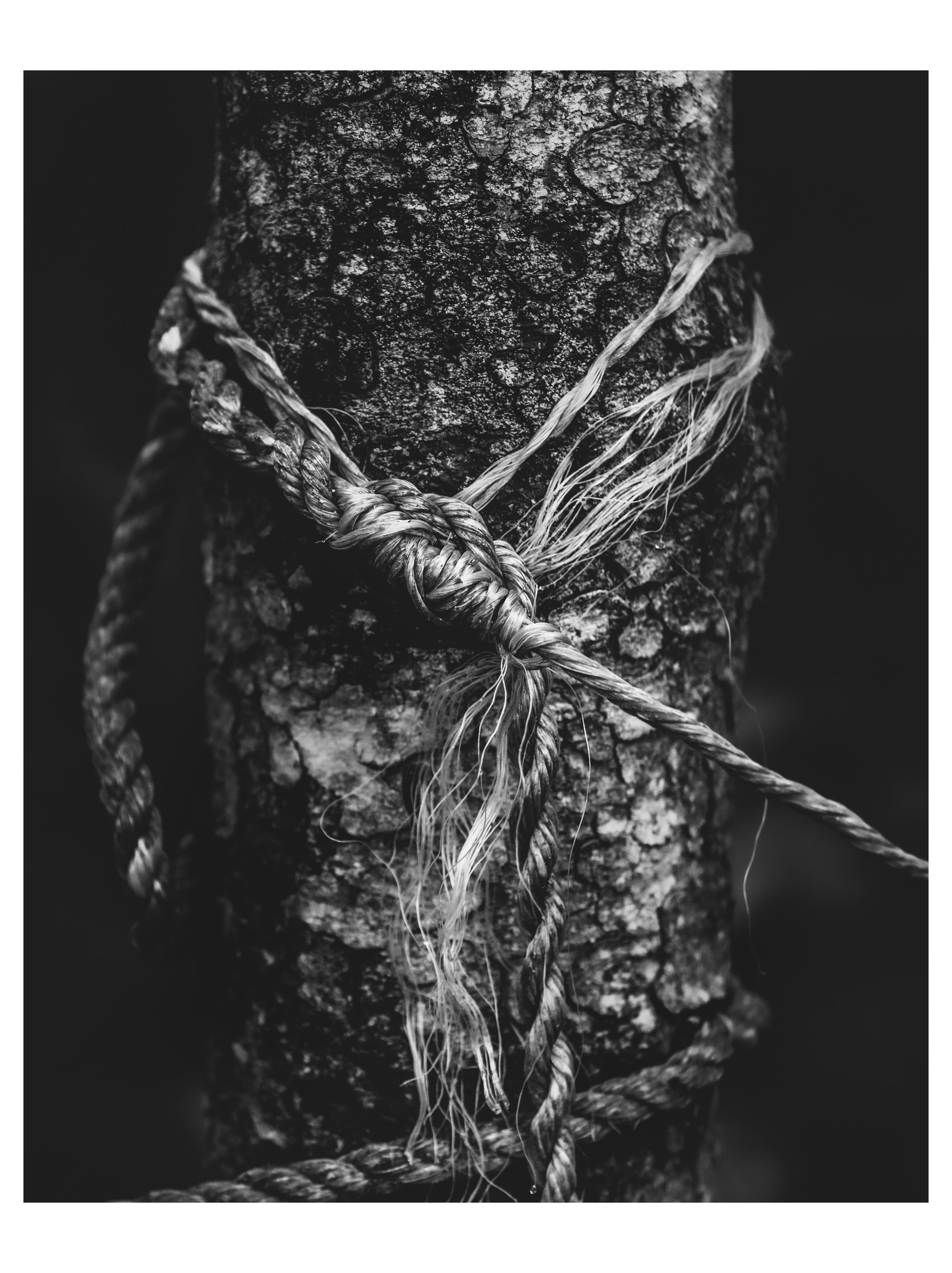 carol canete recommends tree bondage pic