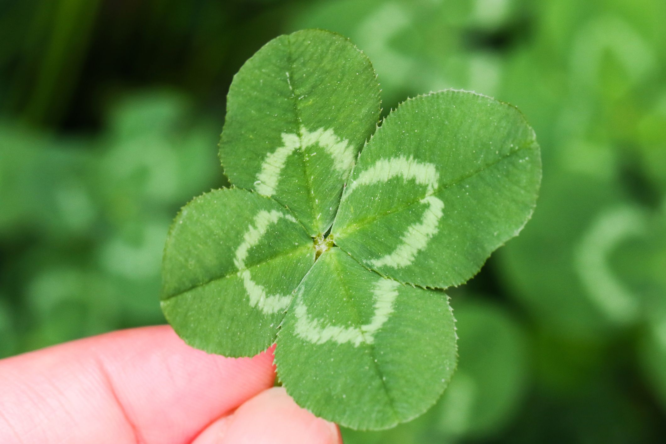 little clover porn