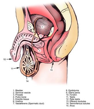 bhagwat singh bisht add finger in urethra photo