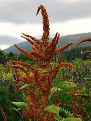 doreen fawcett add amaranth porn photo