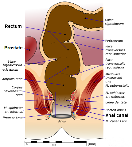 anal fist guide