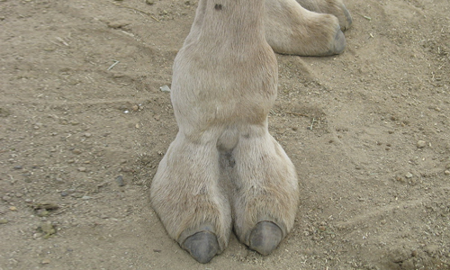 Best of Real camel toe