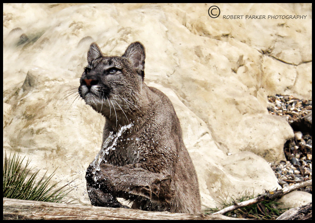 chontelle brown recommends Wet Cougars