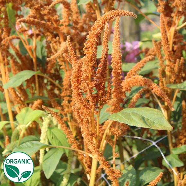 amaranth porn