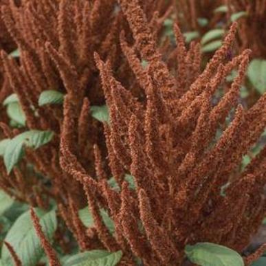 derek borth share amaranth porn photos