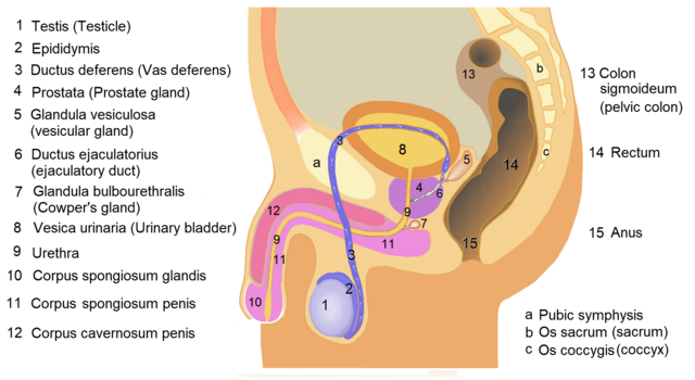 Anal Masturbatin foote pictures