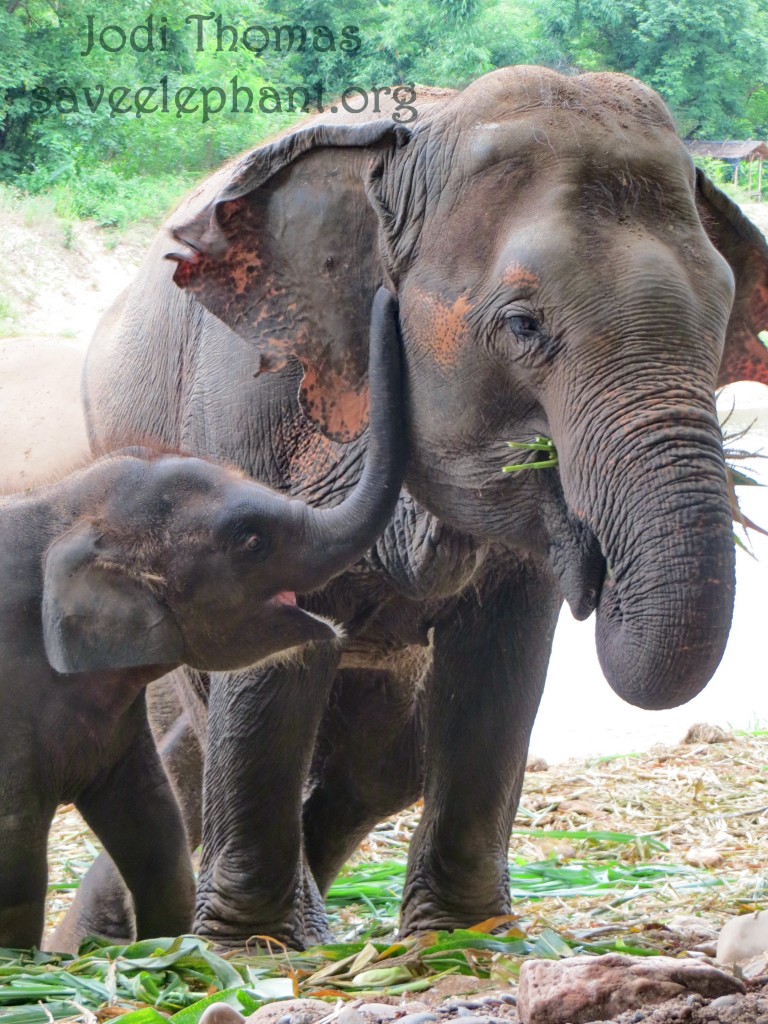 debra stoker share elephant porn photos