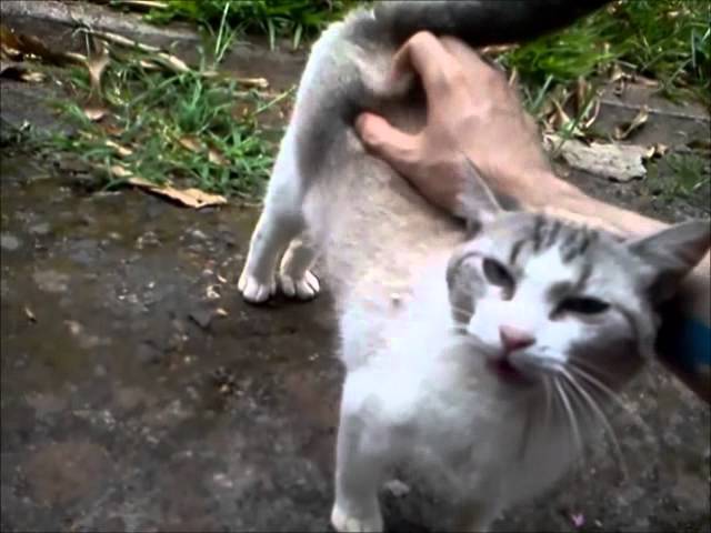 Fingering Cat Pussy blindfolded blowjob