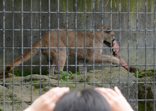 Japan Cougar self fuck