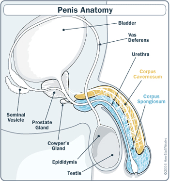 chip larkin recommends male erection pics pic