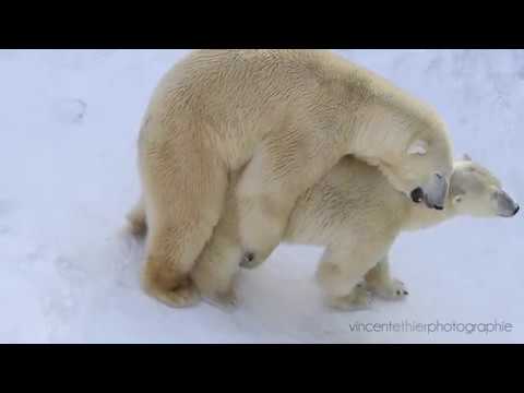 carol nwogu share polar bear porn photos