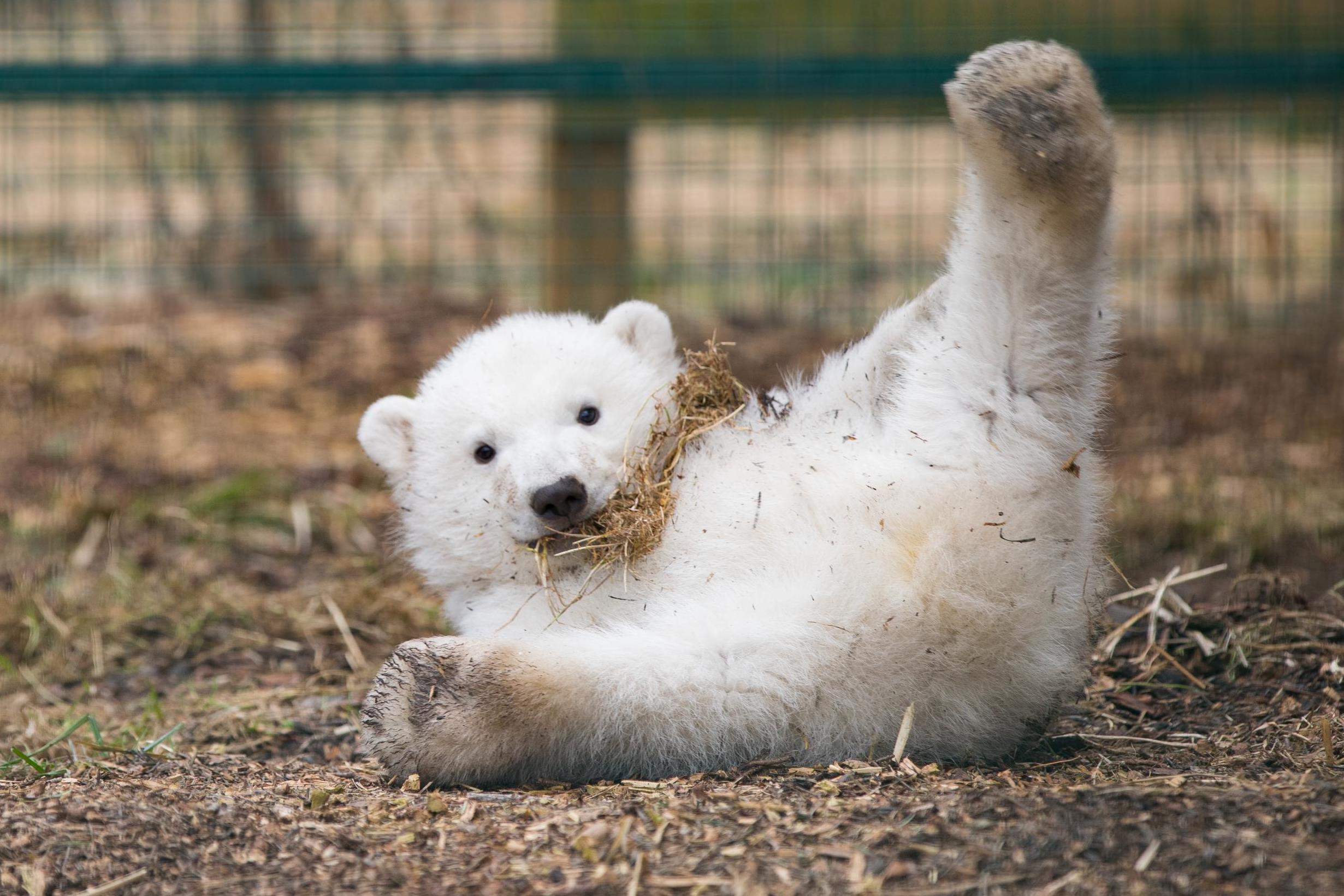 Polar Bear Porn slime fisting