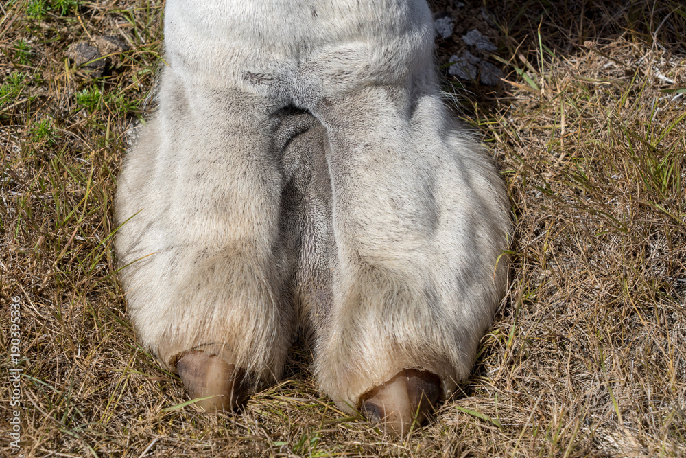 chelsey cook recommends Real Camel Toe