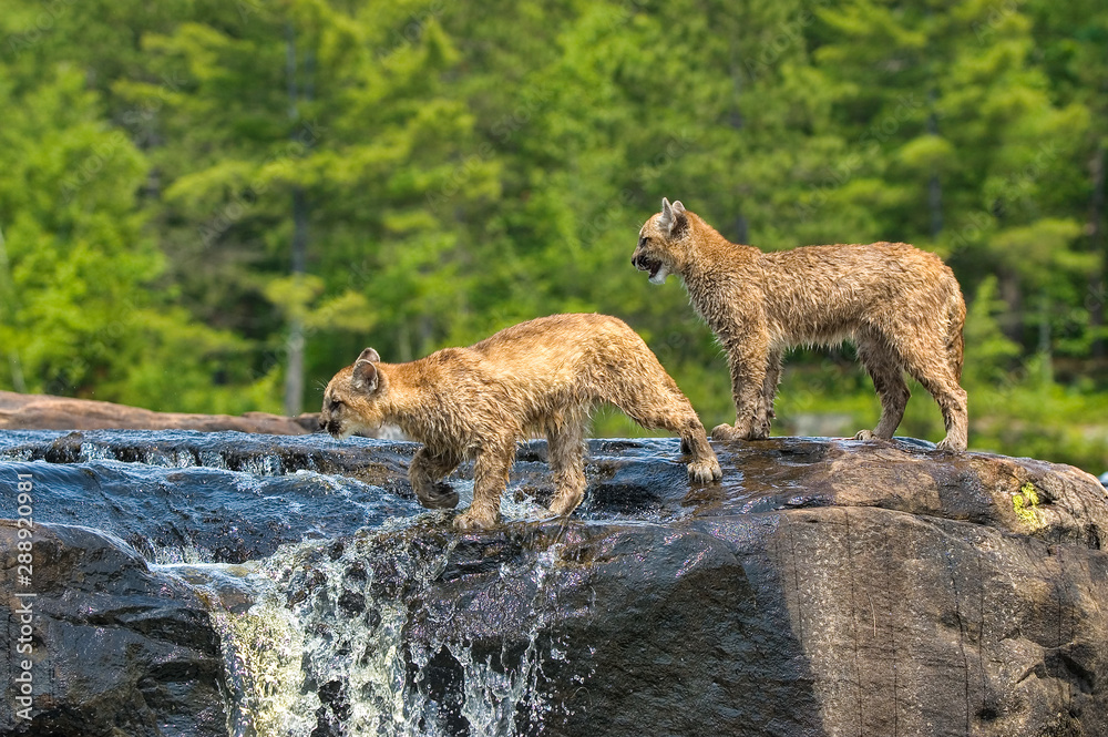 calvary baptist recommends wet cougars pic